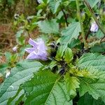 Nicandra physalodes Çiçek