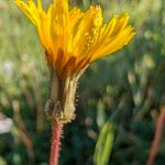 Sonchus bulbosus Kvet
