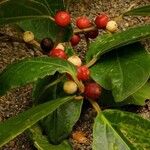 Ficus colubrinae List
