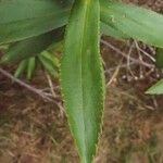 Faujasia salicifolia पत्ता