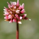 Trifolium thalii ফুল