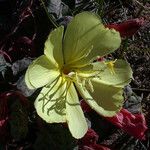 Oenothera xylocarpa Flor