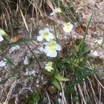 Pinguicula alpina Kwiat