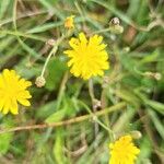 Crepis micrantha Flower