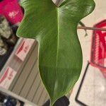 Philodendron panduriforme Leaf