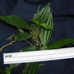 Miconia rubescens その他の提案