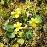 Viola sempervirens Hábito