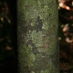 Diospyros carbonaria 樹皮