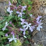 Saponaria officinalisFlower