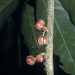 Guarea pubescens Fruit