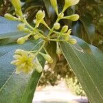 Cinnamomum verum Blüte