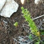 Lysimachia linum-stellatum Vaisius