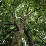 Tilia tomentosa Habitus