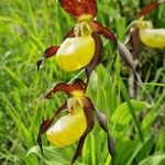 Cypripedium calceolus Květ