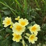 Primula x polyantha Flors