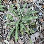 Asplenium ceterach Övriga