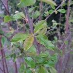 Prunus pensylvanica Leaf