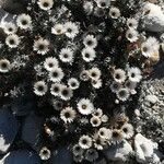 Helichrysum milfordiae Habit