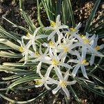 Leucocrinum montanum Flower