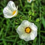 Sida linifolia Blüte
