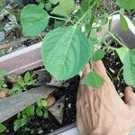 Acalypha indica ഇല