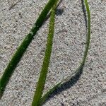 Zostera marina Folha