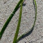 Zostera marina Blad