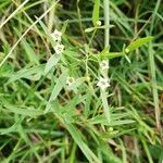 Thesium linophyllon Flower