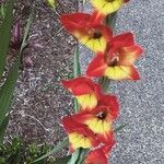 Gladiolus dalenii Frunză