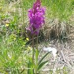 Dactylorhiza savogiensisFlower