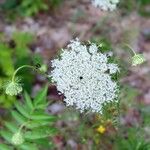 Daucus carotaFlors