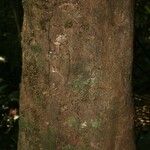 Protium apiculatum Coajă