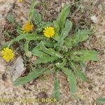 Pulicaria sicula Habit