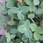 Trifolium fragiferum Leaf