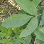 Cajanus cajan Leaf
