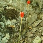 Arum cylindraceum Vaisius