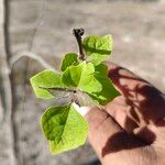 Gmelina arborea 葉