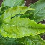 Passiflora edulis Blatt