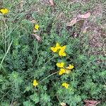 Lotus corniculatusBlomma