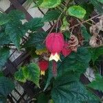 Abutilon megapotamicum Květ