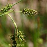 Carex hostiana फल