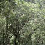 Syzygium jambos Habitus