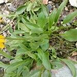 Doronicum clusii Leaf