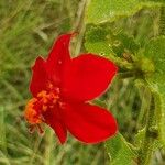 Hibiscus aponeurus Flor