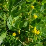 Lathyrus aphaca Flower
