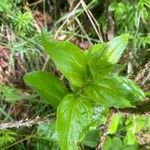 Epilobium alpestre Deilen