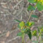 Euphorbia flavicoma Écorce