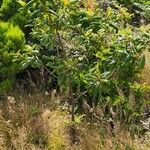 Frangula azorica Likasa