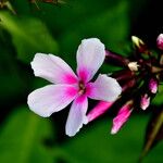 Phlox paniculata Kukka