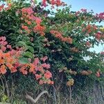 Bougainvillea × buttiana Blomst